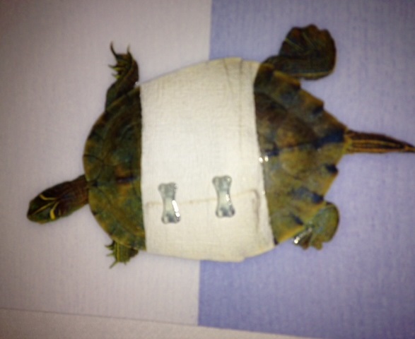 turtle_card.jpg