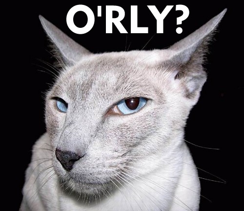 orly_cat.jpg