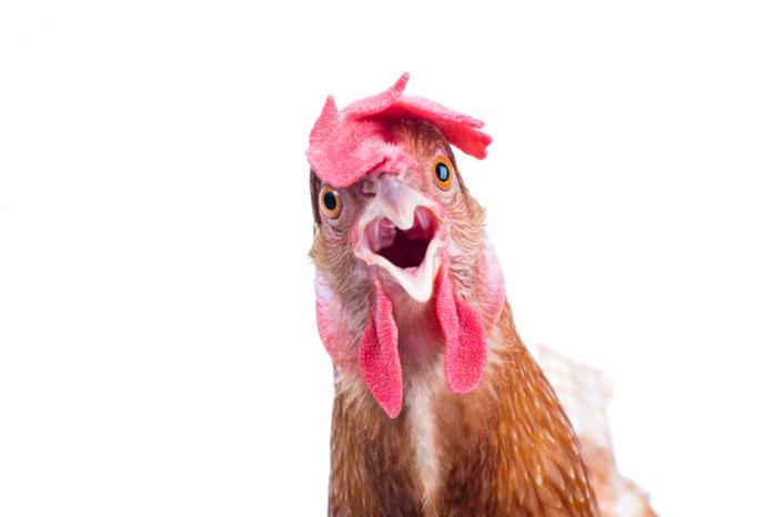 a-shocked-chicken.jpg
