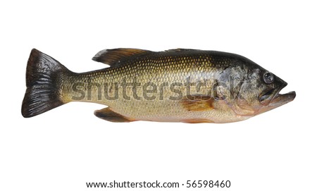 stock-photo-a-largemouth-bass-fish-isolated-on-a-pure-white-background-56598460.jpg